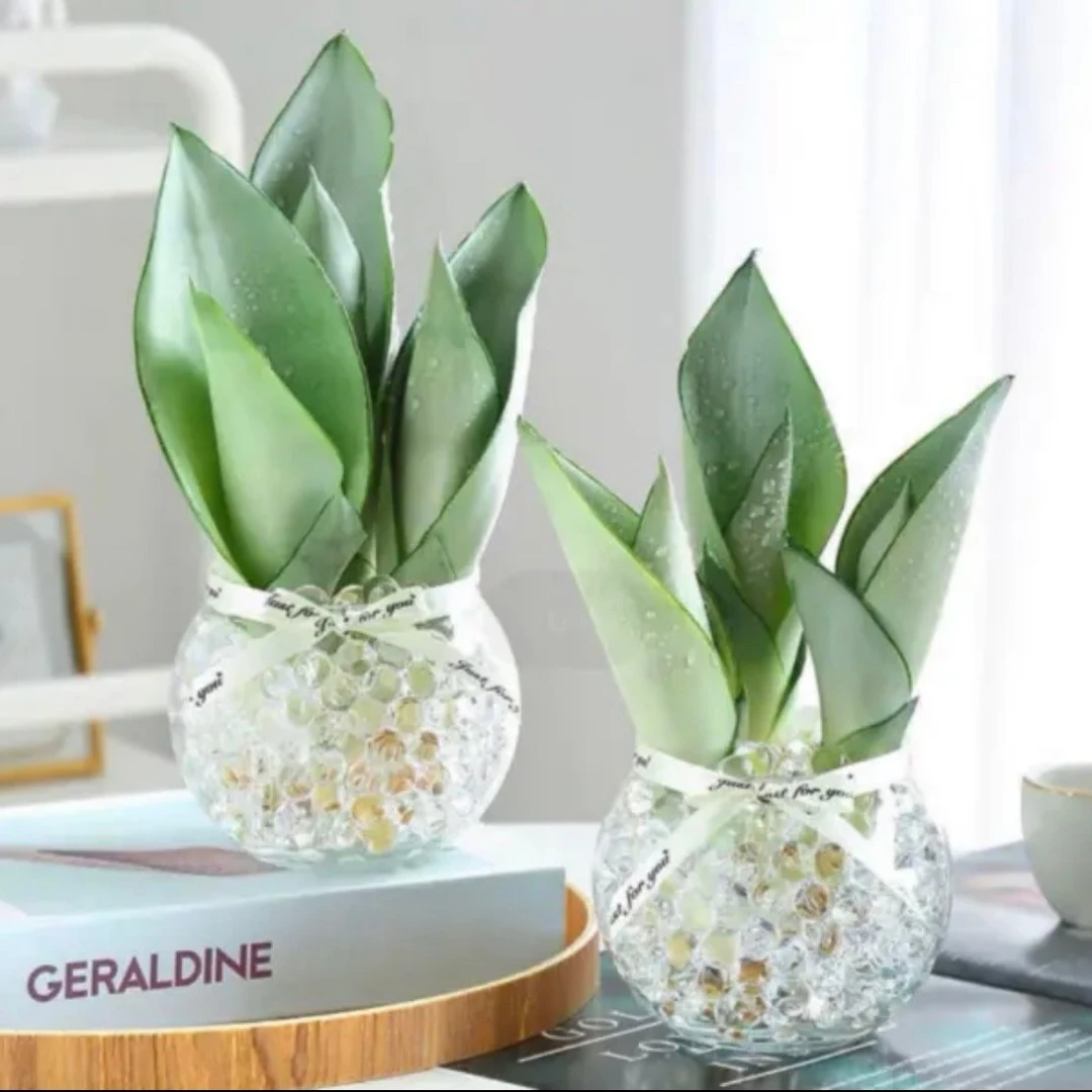 推荐!白玉兰水培植物盆栽虎皮兰室内绿植花卉客厅办公室除甲醛花