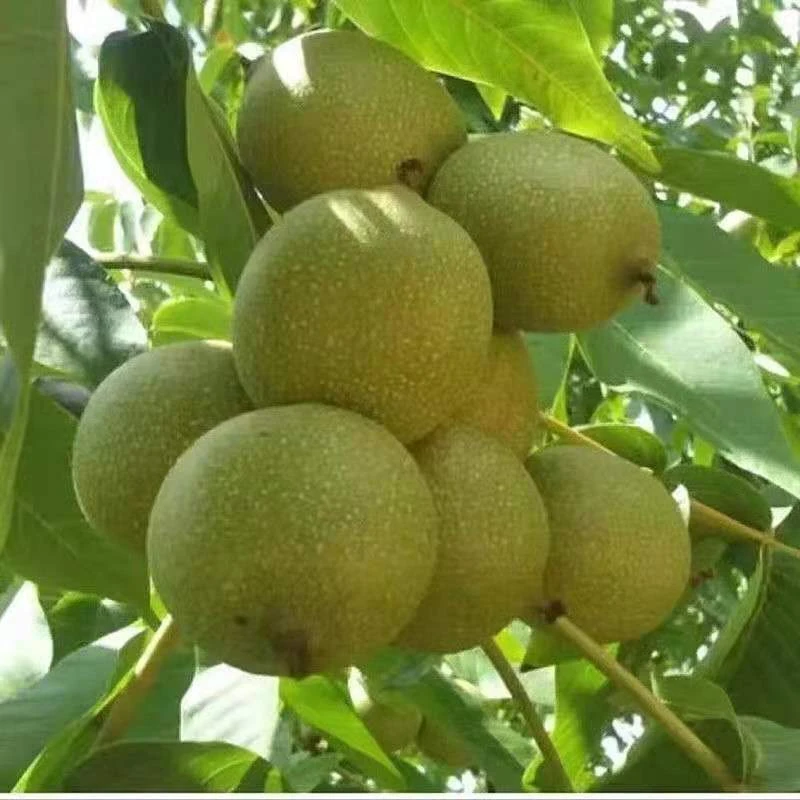 义渠王甘肃庆阳特产带青皮核桃湿核桃5斤包邮送工具