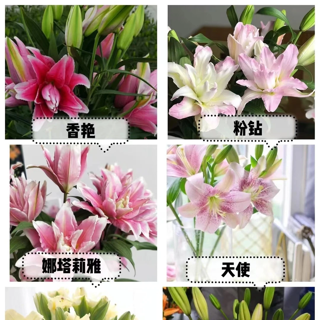【重瓣百合】合集  套餐 基地直发