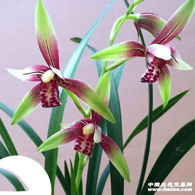 建兰 小国魂 逸虹双娇 花期6月至11月