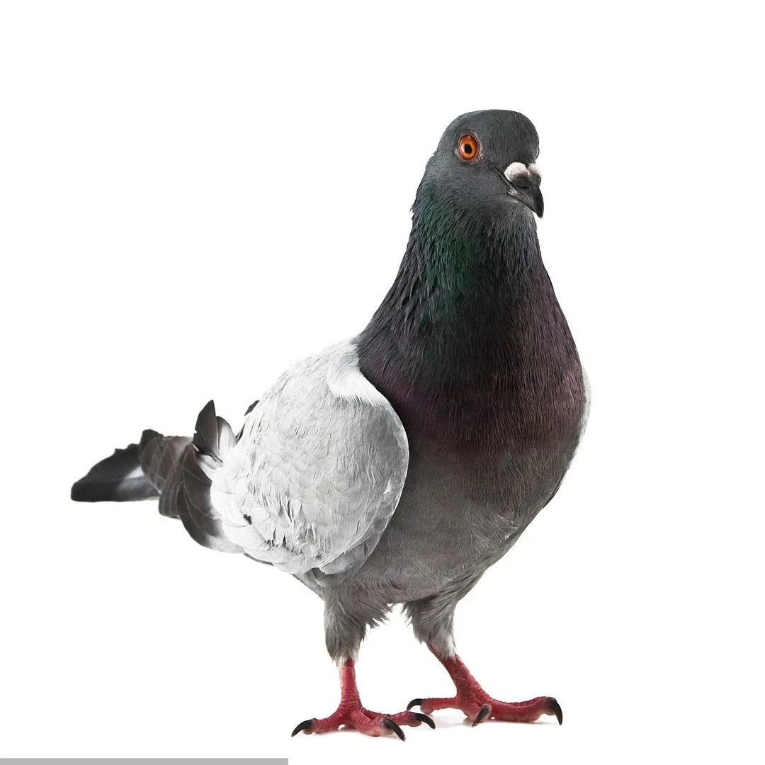 【半山头老鸽子】纯五谷无抗无激素养殖   生鲜老鸽子 3只