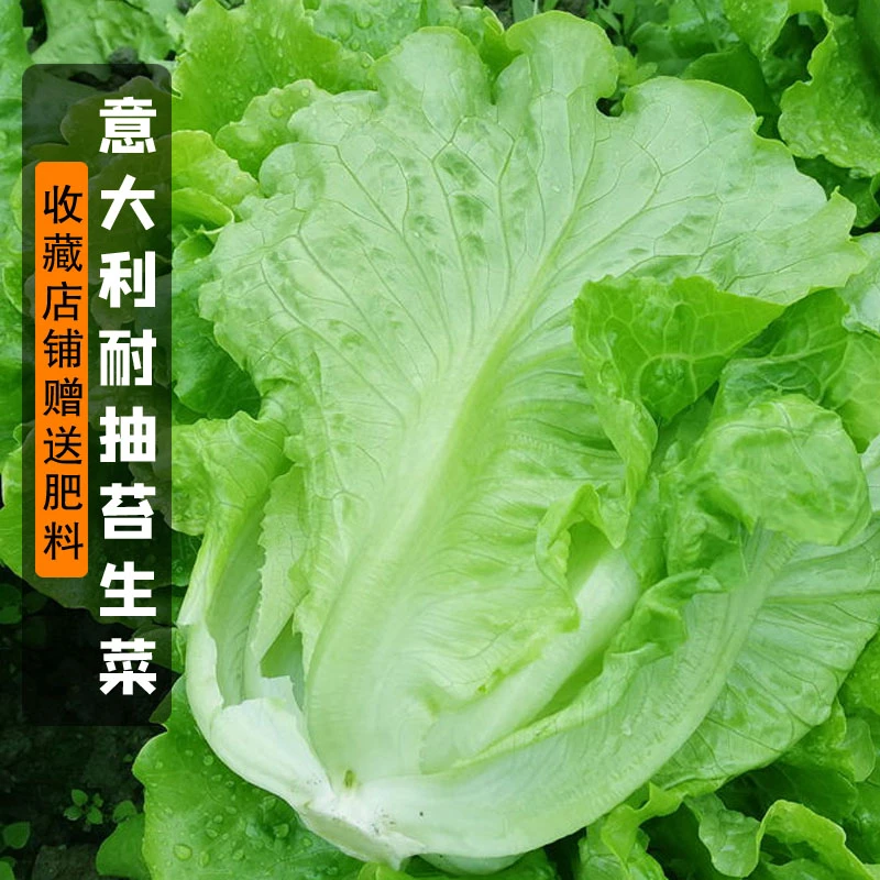 意大利全年生菜王种籽种子高产四季蔬菜阳台播菜种孑籽种菜籽奶油