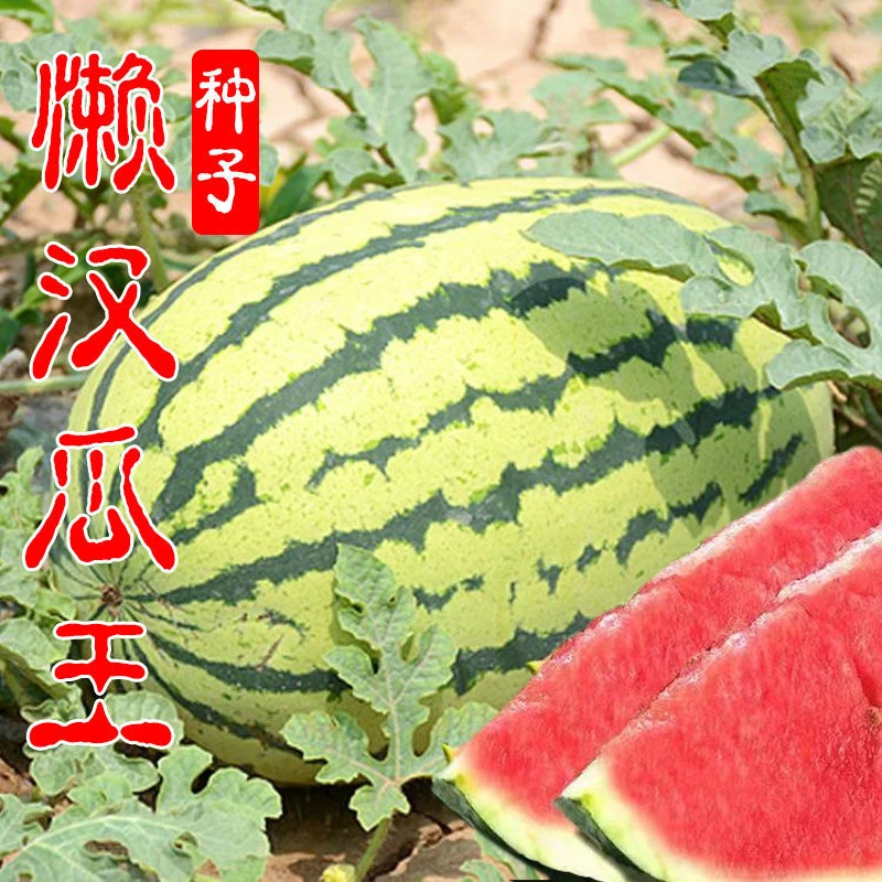 西瓜种籽巨型懒汉瓜王麒麟甜王种孑四季水果早熟脆甜特大西瓜种子
