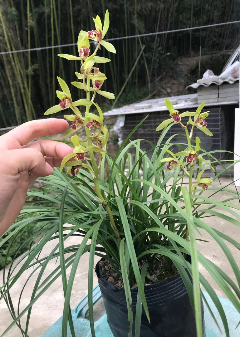 盆景慧兰15苗以上一从慧兰