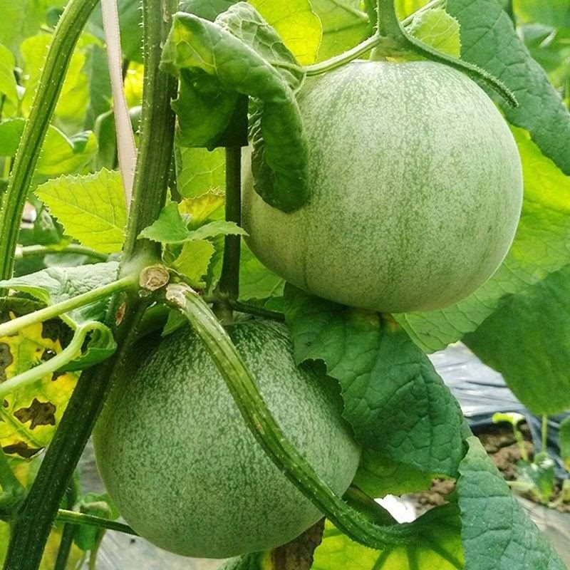 绿宝甜瓜种子脆甜早熟日本甜宝香瓜种籽大全春秋四季蔬菜秧苗种孑