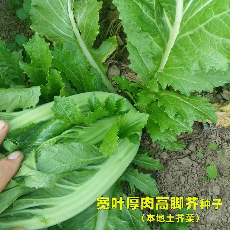 大叶芥菜种子宽叶青菜种子芥菜种籽孑南方腌制酸菜专用四月迟青菜