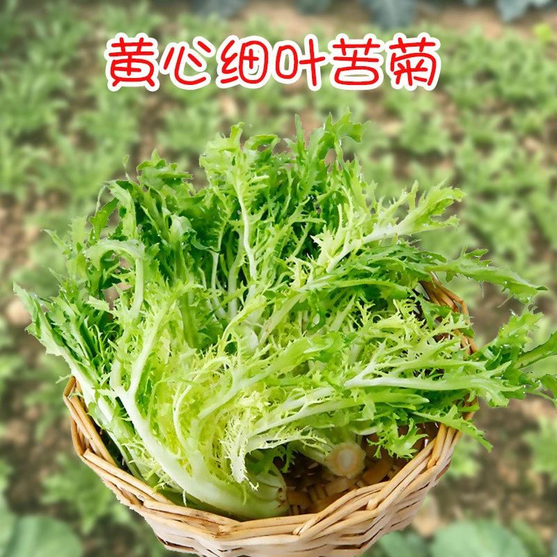 四季苦菊种子苗花叶苦菊菜籽种苦苣菜秋季阳台盆栽蔬菜种籽孑莱