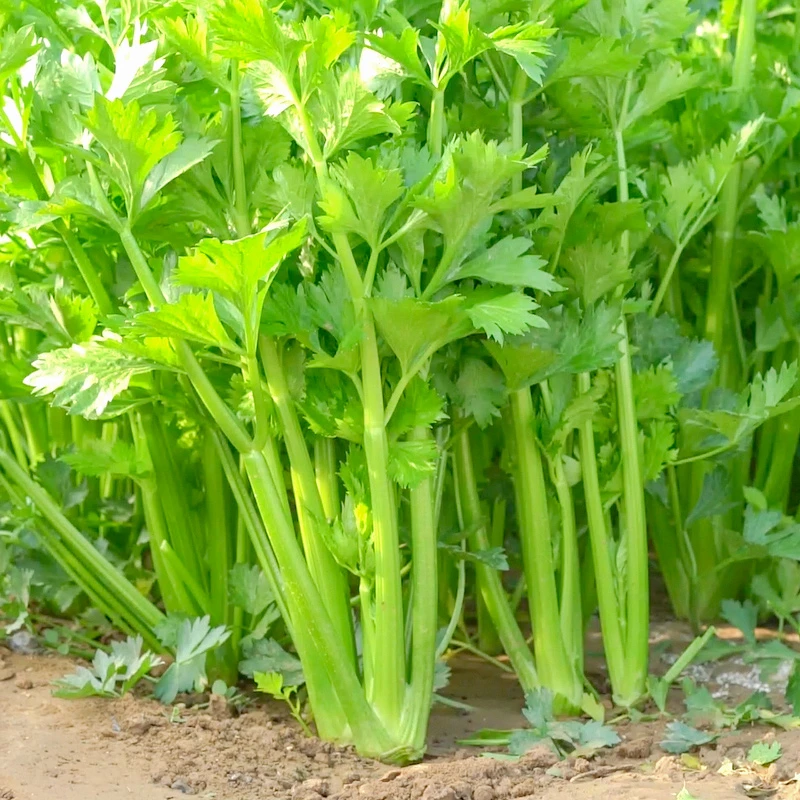 四季小香芹种子西芹种籽大全四季秋冬季菜籽种青菜籽农家蔬菜孑苗