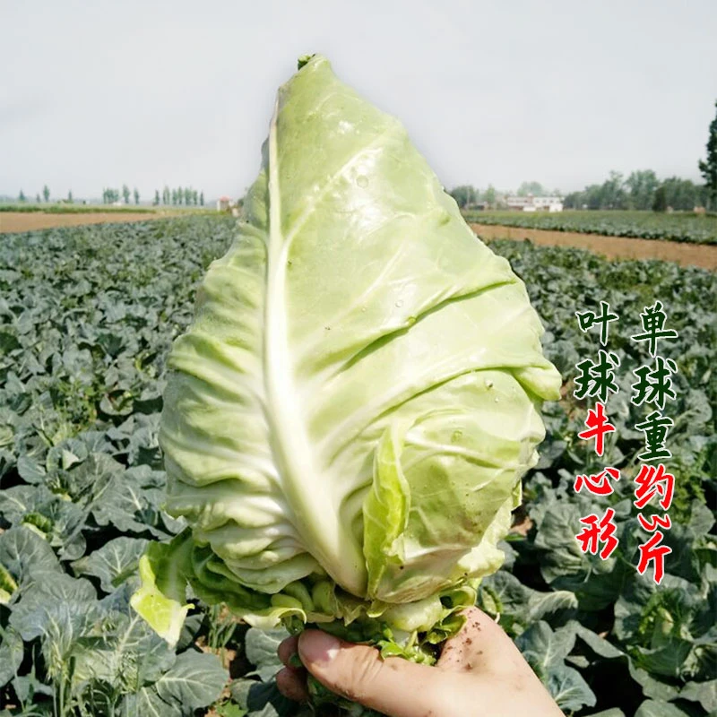 牛心甘蓝种子包菜甘兰种籽卷心菜包心菜春季秋季四季农家蔬菜孑苗