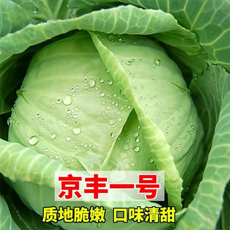 甘蓝种子 京丰一号结球甘蓝卷心菜包心菜籽 庭院田园农家蔬菜种孑