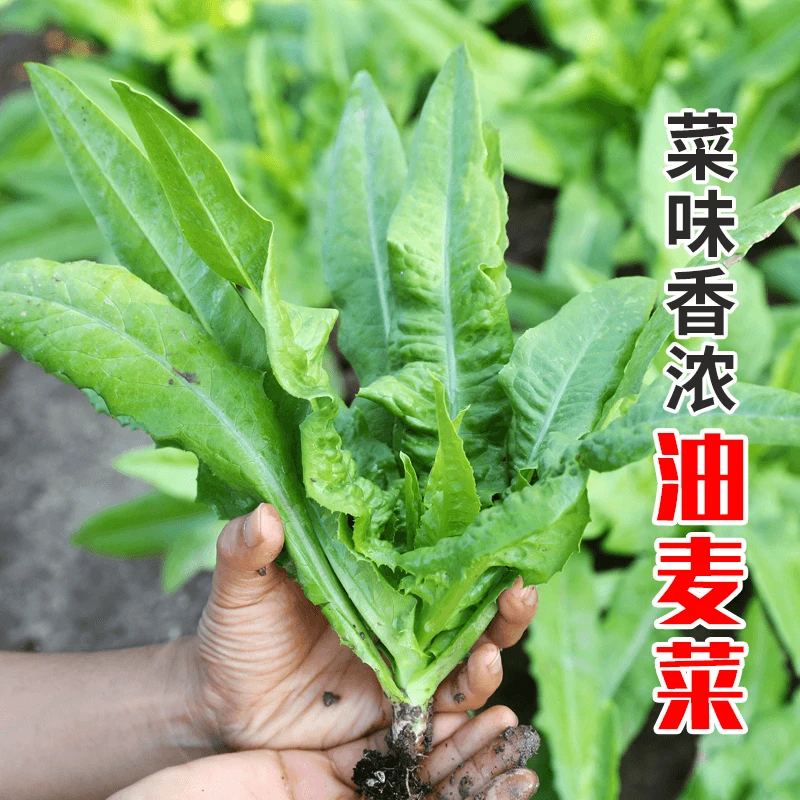 油麦菜籽种子大全油麦菜种四季盆栽春秋冬季蔬菜种籽农家孔雀菜种
