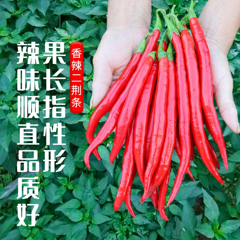 线椒辣椒种子籽黄二荆条早熟高产超辣超长食用春季四季蔬菜苗种孑