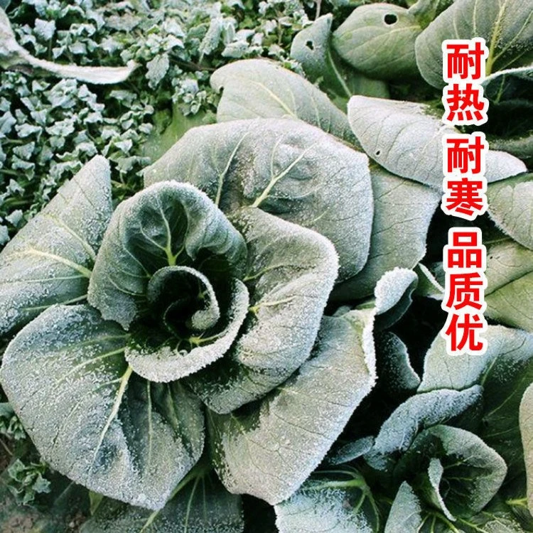 矮脚苏州青上海青青梗菜种子黑叶油菜籽阳台盆栽四季播蔬菜种孑