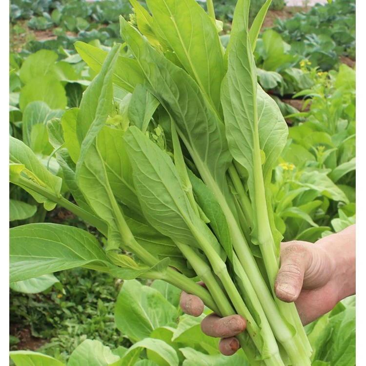 白早熟白菜苔种子菜种籽秋冬季种白菜心种孑蔬菜种四季菜薹种籽