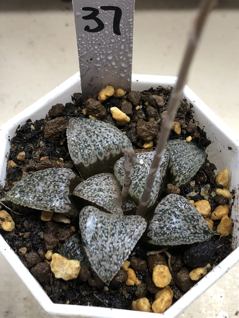 奥黛丽青蟹寿（满18包邮）黑方盆择优带盆发货五公分十二卷多肉植