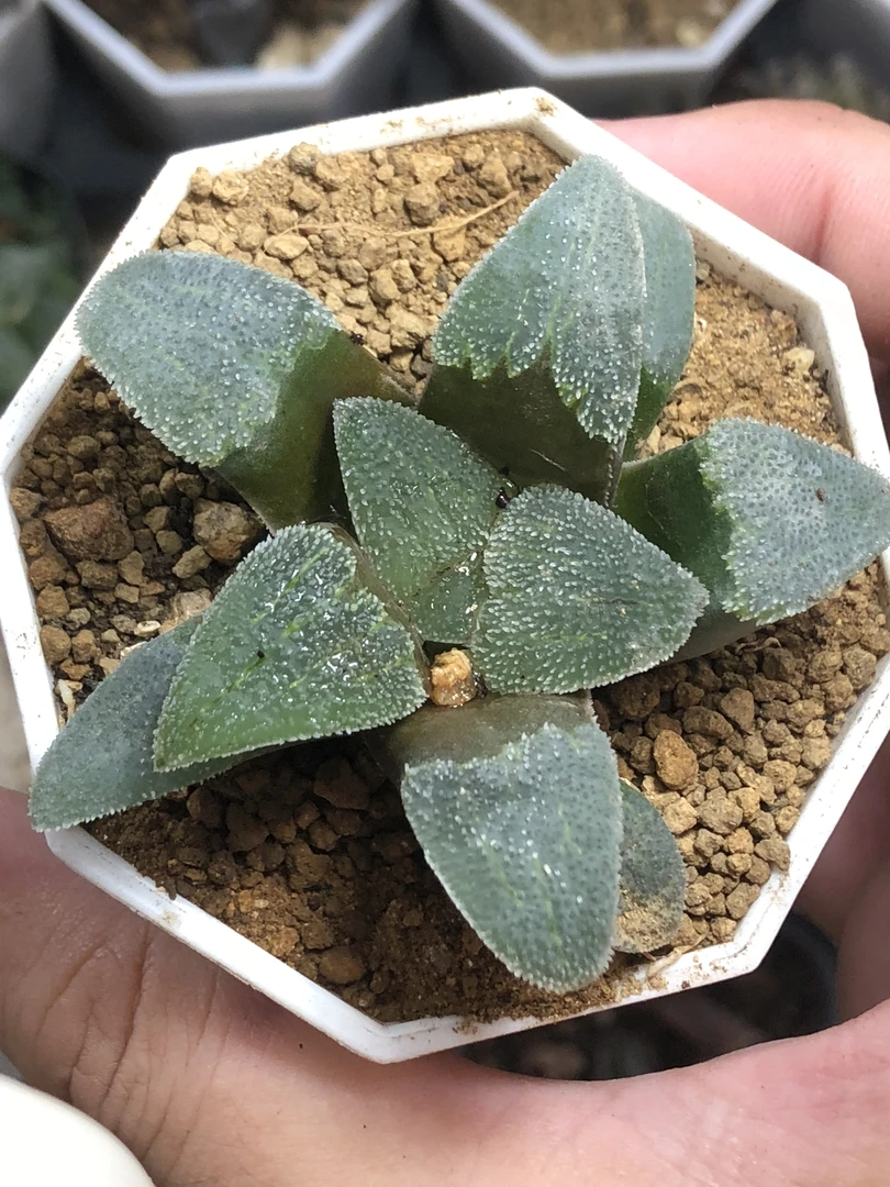丸叶磨面寿十二卷（满18包邮）多肉植物六公分黑方盆择优发