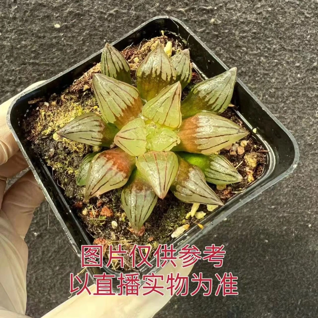 西瓜寿玉露 多肉植物（满18元包邮）