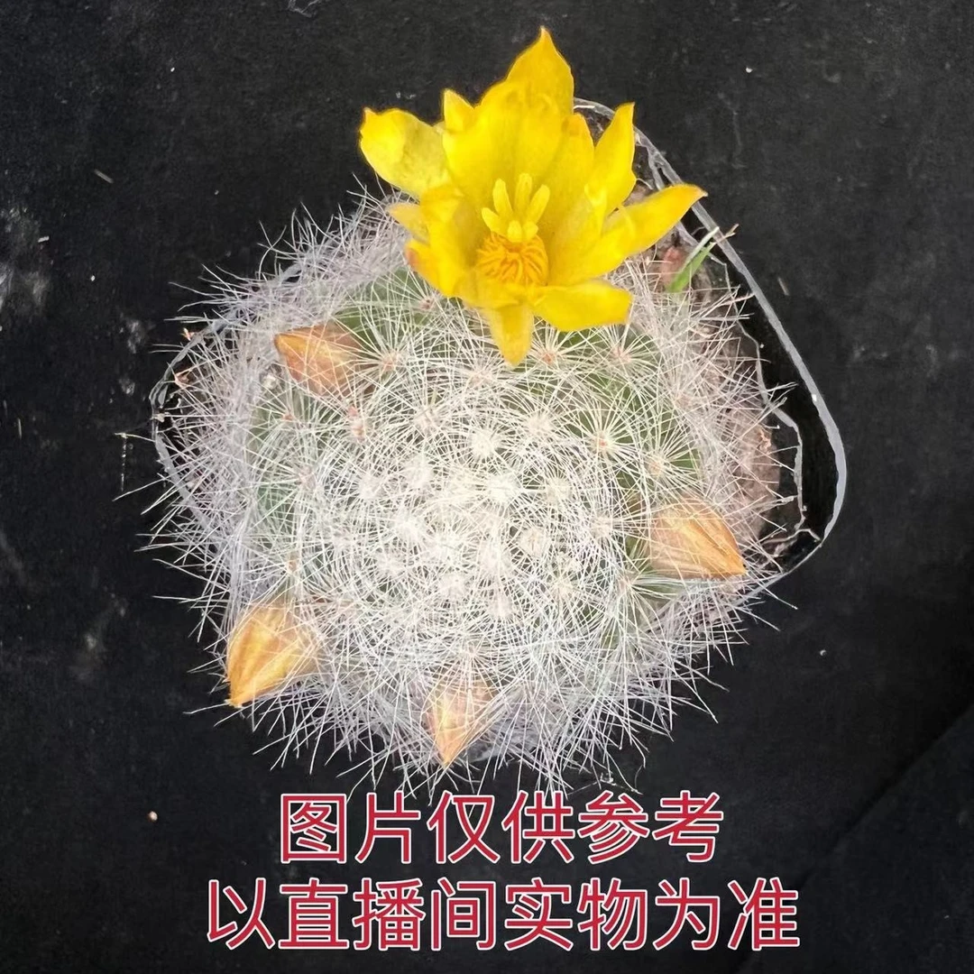 （满18元包邮）小号芳香丸仙人球3-4cm 软球体不是坏的