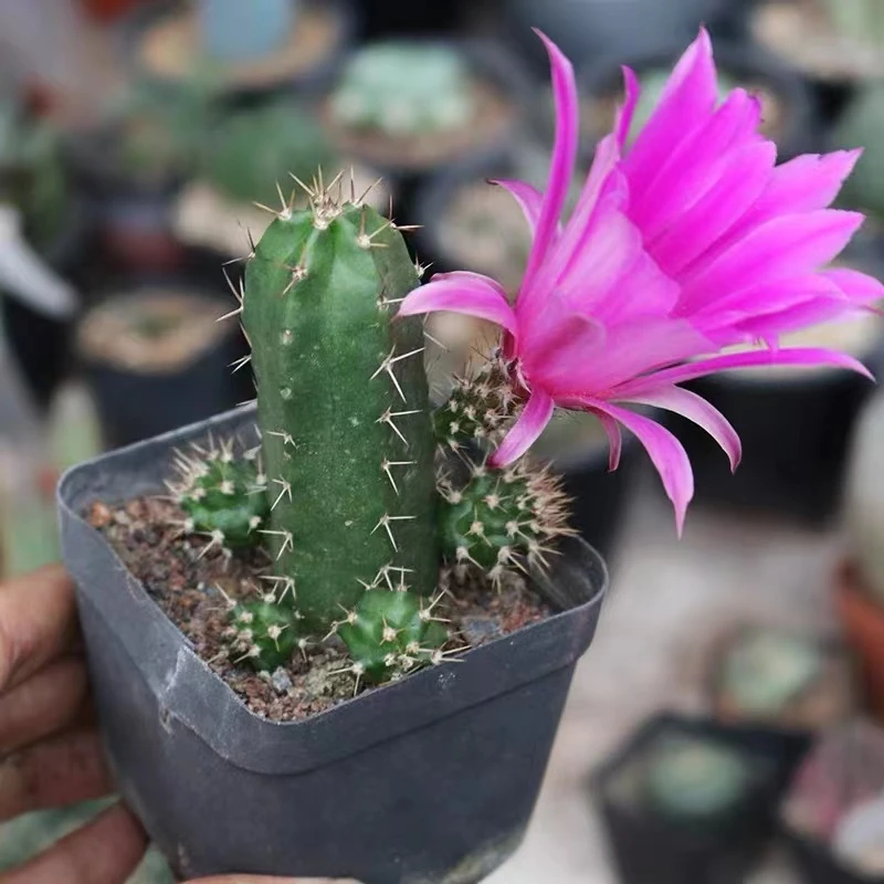 小号美花角 尺寸小 仙人球 裸根发货（满18元包邮）