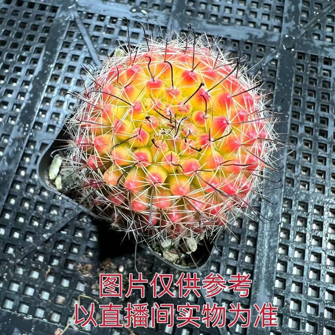 （满18元包邮）小号单头红娜丸仙人球4cm左右 裸根发货