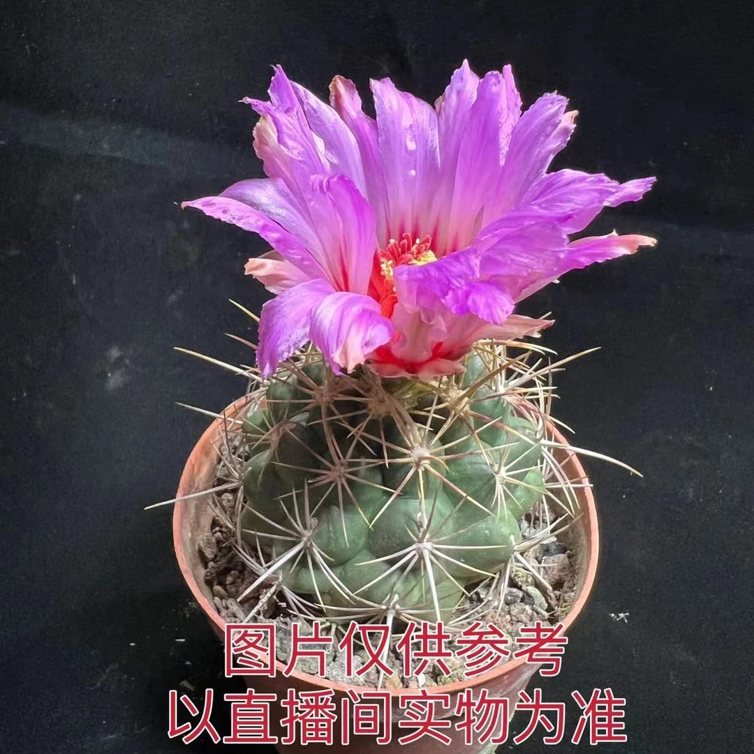 中号大统领6-7cm仙人球（满18包邮）