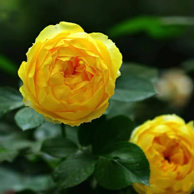 金丝鸟（微月大花玫瑰月季品种）