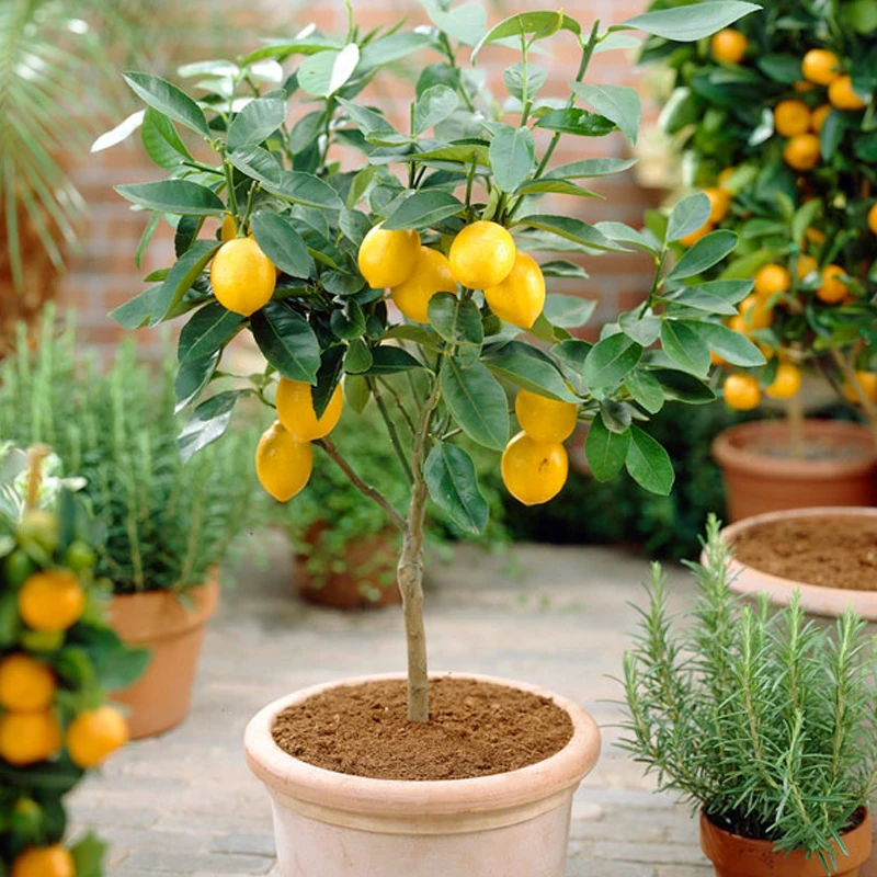 花园植物盆栽【一物一拍】