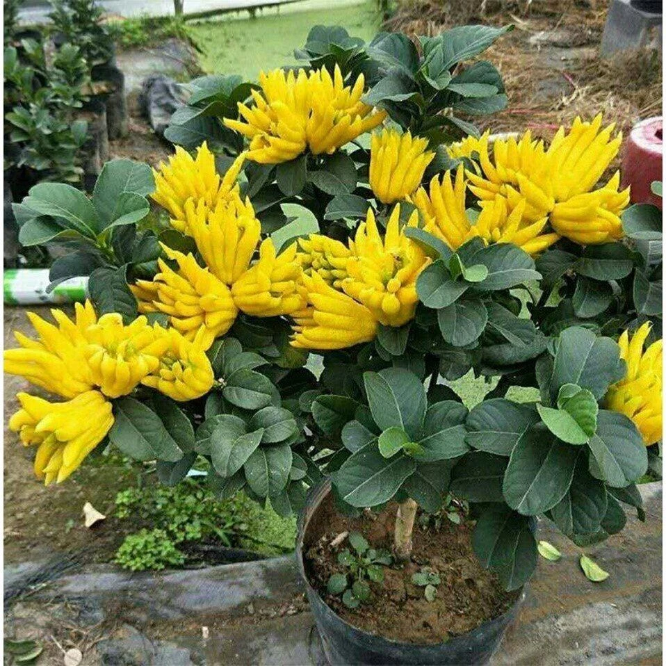 佛手盆栽绿植庭院室内