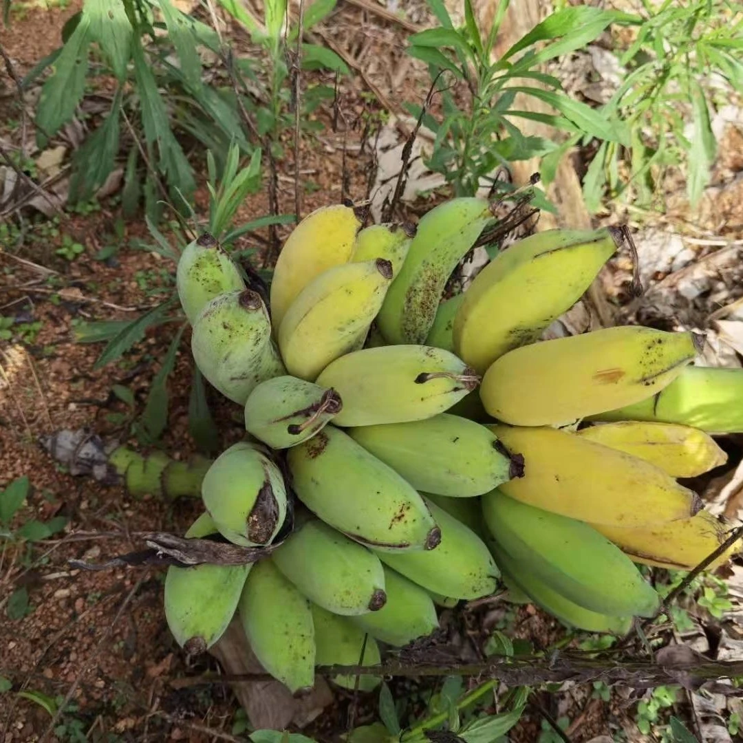 三亚篱笆岛山野丑芭蕉软糯香甜放黄软吃【勿放冰箱