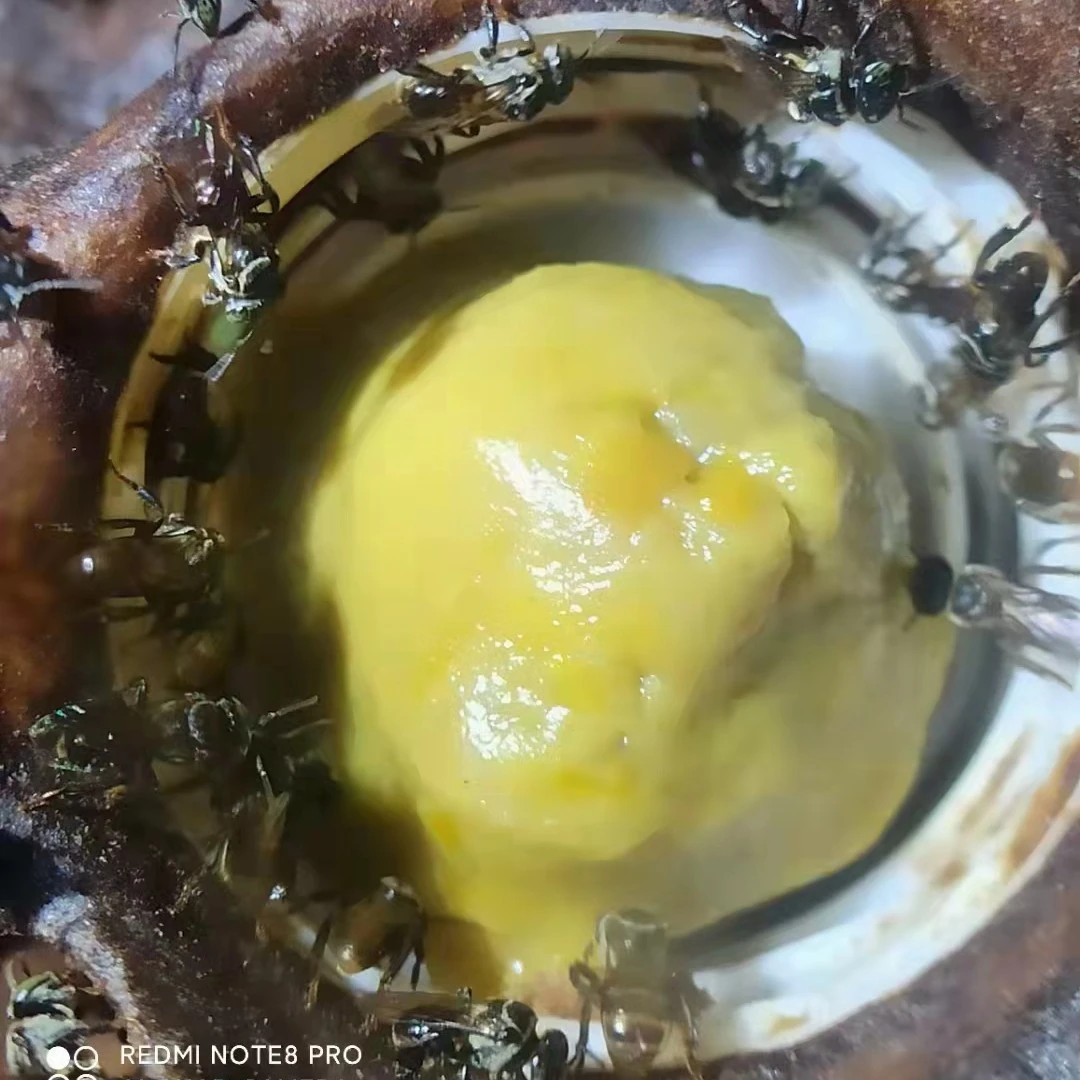 【新农人】纯花粉浆粮无刺蜂繁蜂补粉饲料酸蜂春繁度夏发酵酸蜂粮