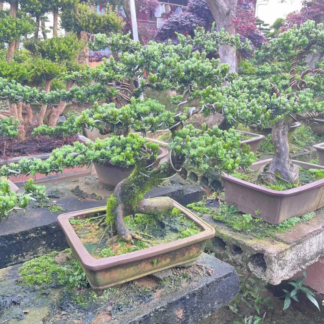 米叶罗汉松 造型罗汉松盆景罗汉松年功老桩盆景 基地直批发 一物