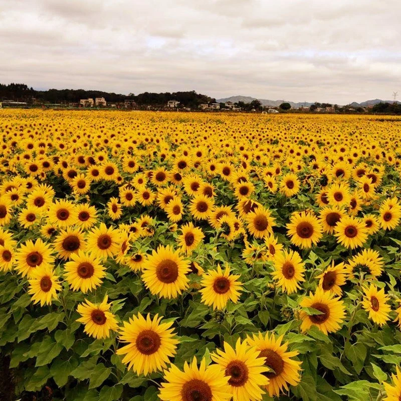 观赏向日葵种孑食用葵花籽油葵矮秆多头四季开花种子室内盆栽种籽
