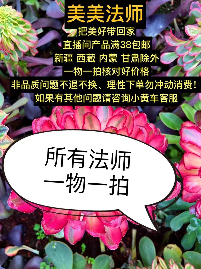 法师植物一物一拍，所有福利微损断枝不售后，脱土后不退理性下！