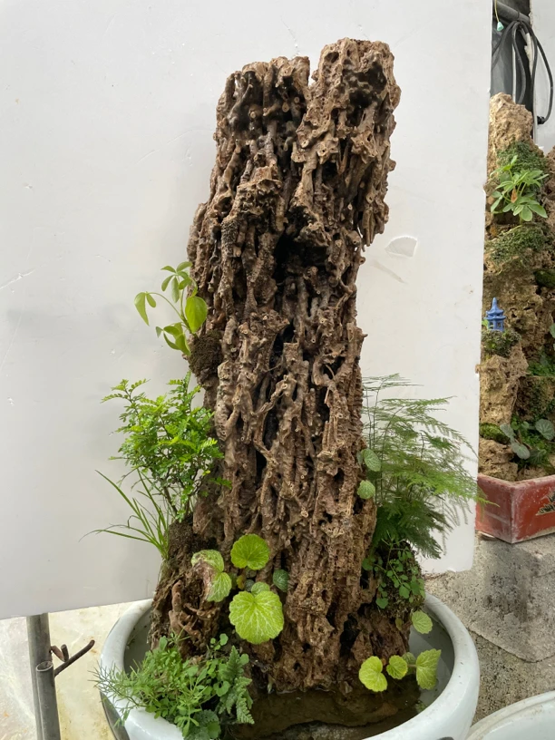 吸水石上水石盆景净高度97鱼缸直径53厘米总高度1.3米左右