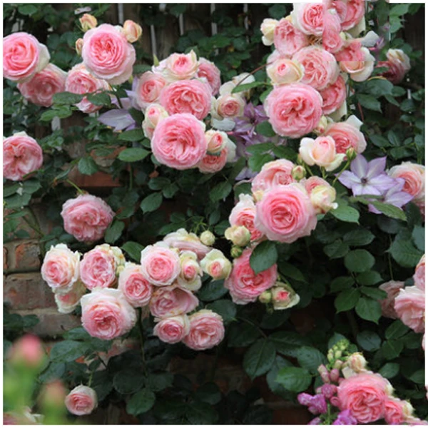 土豆专享【粉龙】爬藤蔷薇粉色龙沙宝石藤本月季大花浓香庭院爬墙