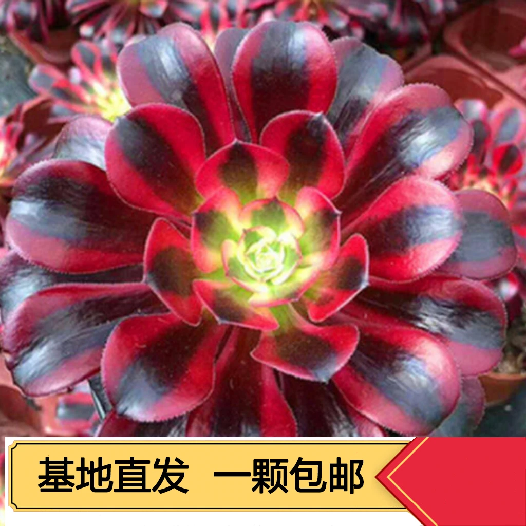 宜蓁园（拍一发二）美杜莎法师多肉捧花 冠幅15厘米带侧头