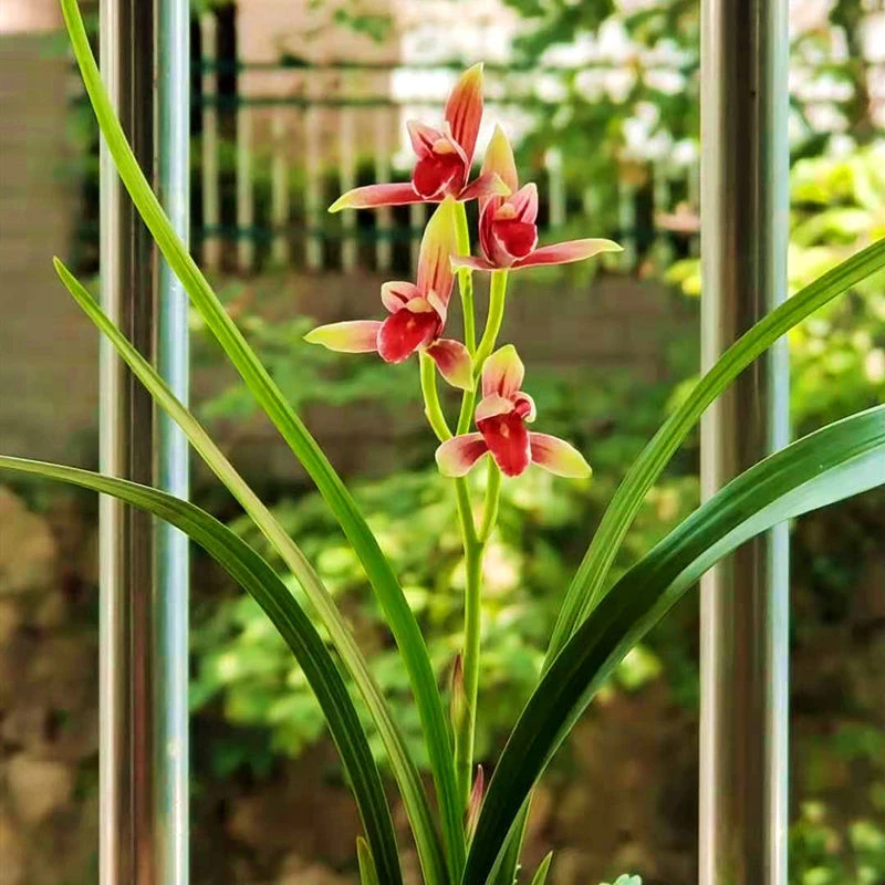 芬芬花卉建兰春兰墨兰寒兰蕙兰春剑等名品(请备注好名品)