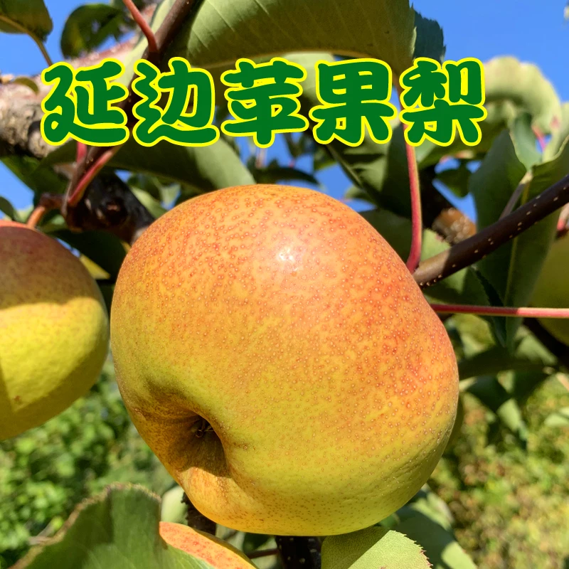 【律哥推荐】延边龙井苹果梨12个果/箱【单果350克-400克】 新鲜特产