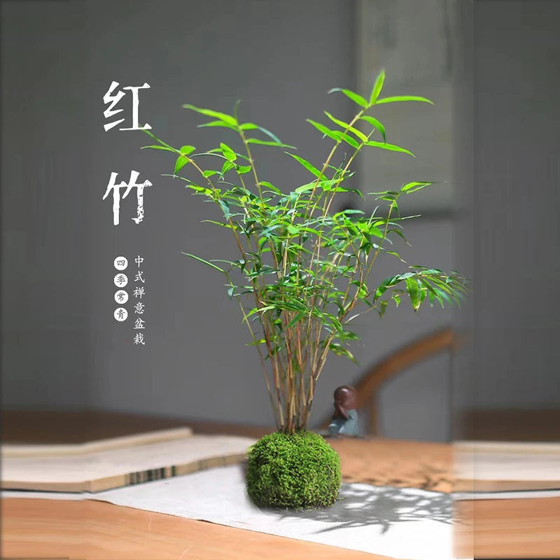 红观音竹子可水培可土养精品造景竹子盆栽绿植物净化空气