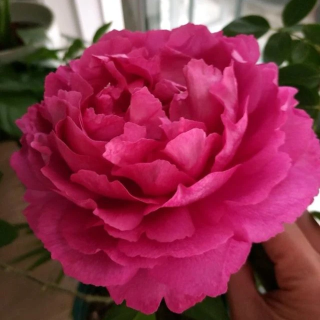 伊芙伯爵藤伯爵大花浓香