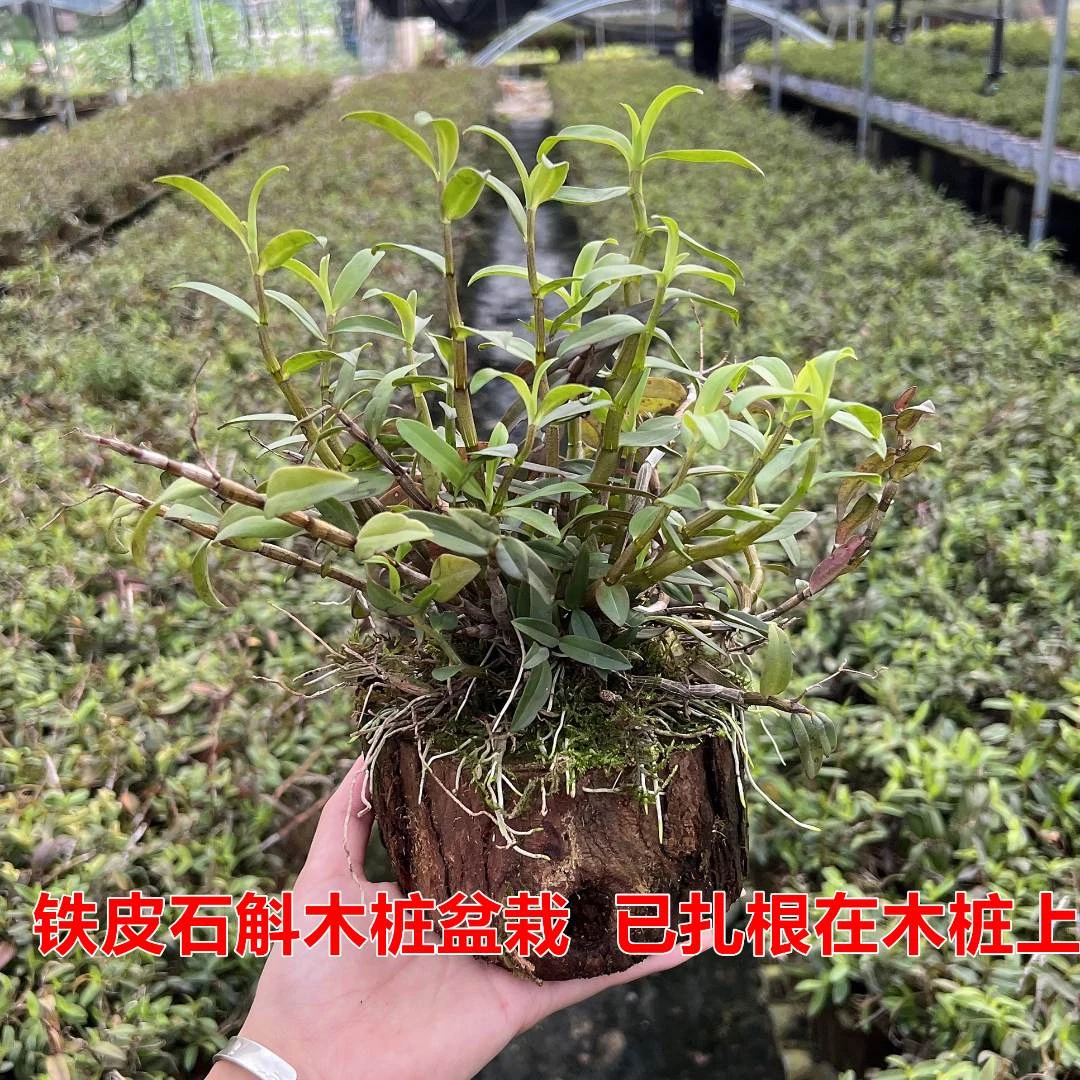 药用铁皮石斛苗正宗雁荡山黄花铁皮木桩盆栽盆景室内外绿植花卉