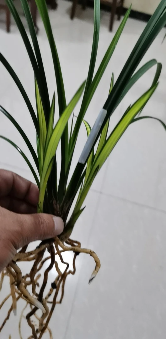 春剑先明艺素愿商品苗