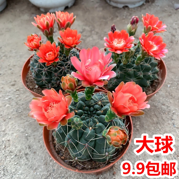 绯花玉仙人球带花苞防辐射净化空气多肉绿植花卉植物