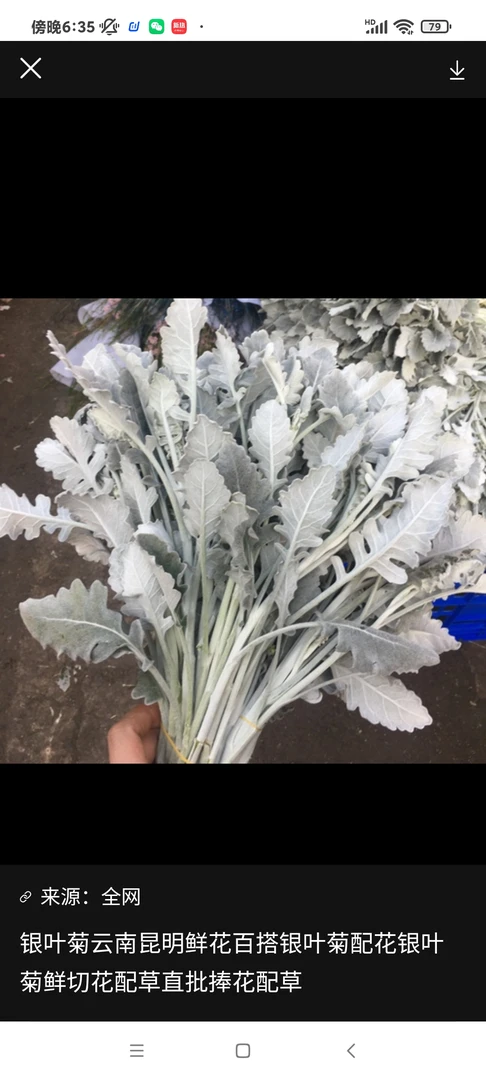 银叶菊(因疫情不配送20%损耗不售后请慎拍)裸价十运费