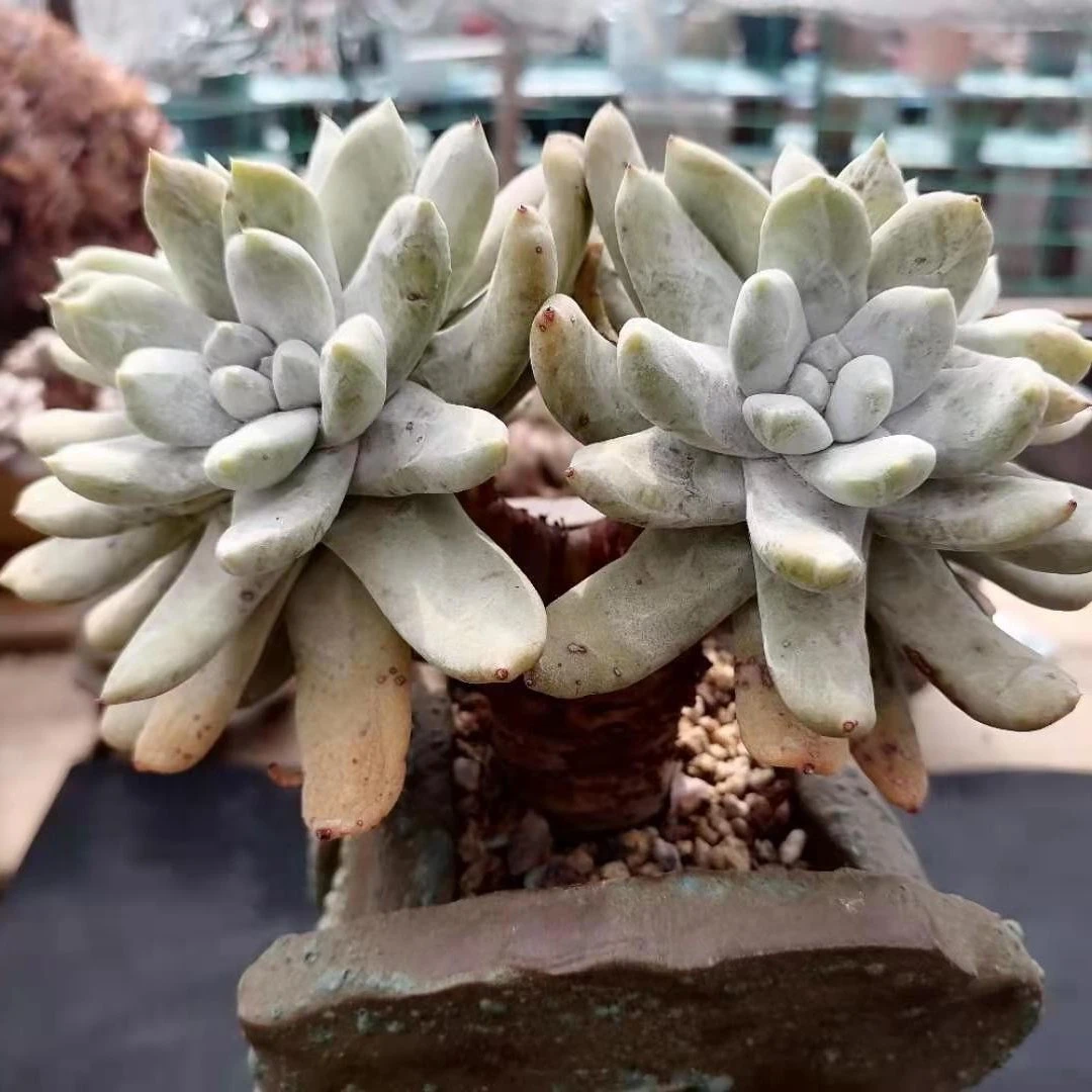 绿缘多肉1号链接