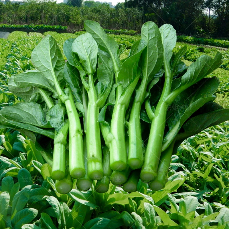 菜心种籽 广东 菜苔种孑 四九菜心种四季 蔬菜种孑 秋季 菜心种孑