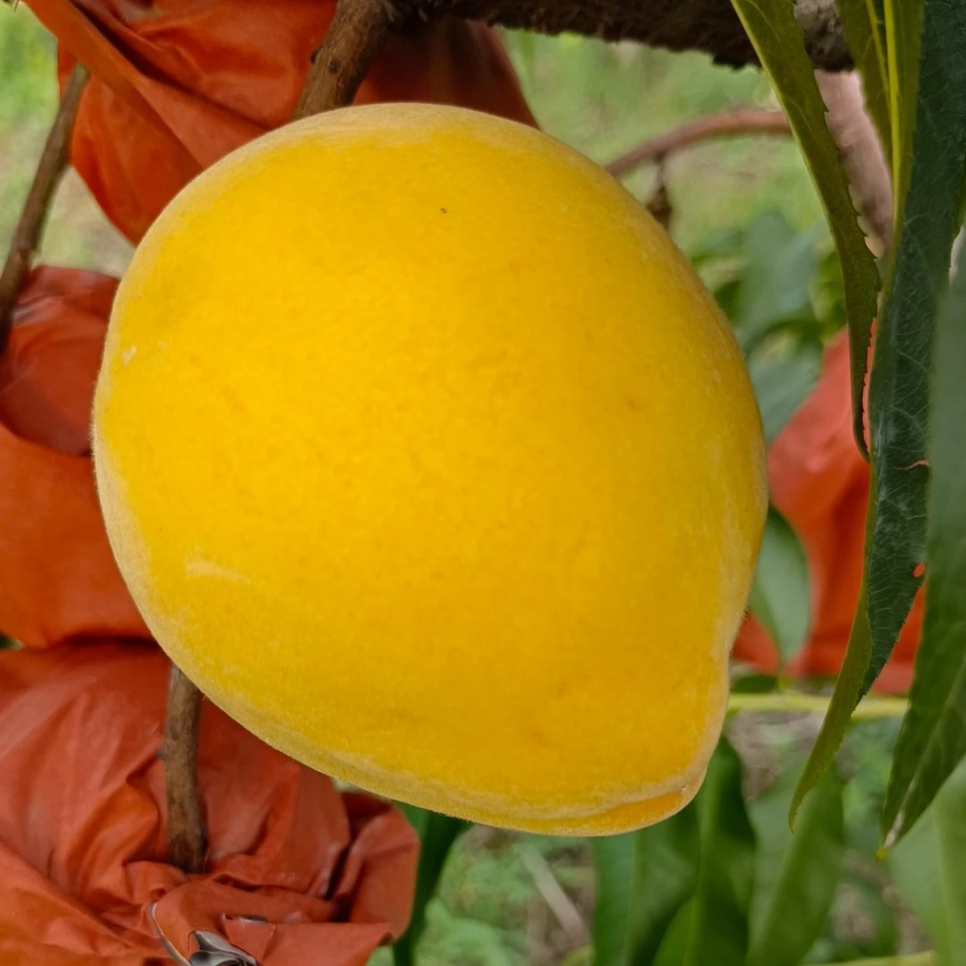 广水贵妃蜜黄桃5斤顺丰包邮现摘现发