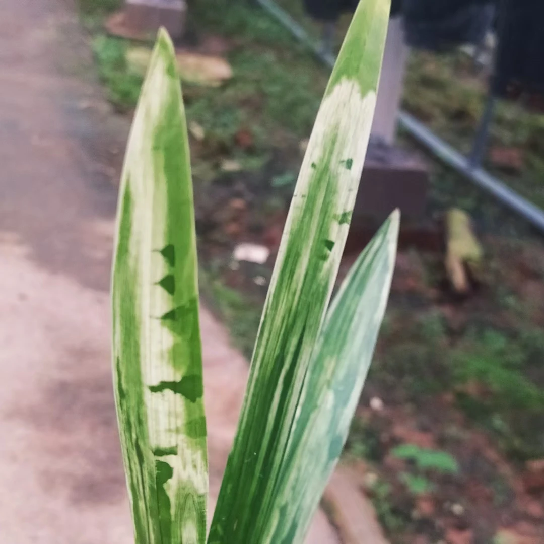 墨兰高端山水画艺草斑图画艺 彩云山水 高端兰花