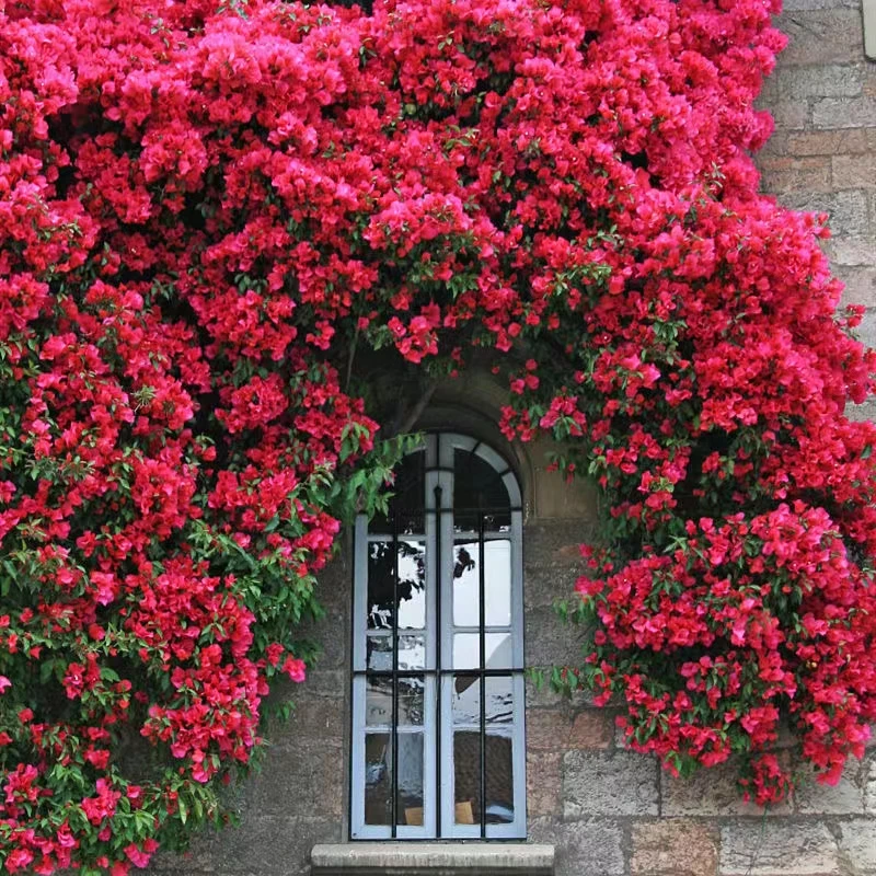 红木香花苗爬藤植物甜蜜黄白木香花树苗庭院四季开花大苗盆栽花卉