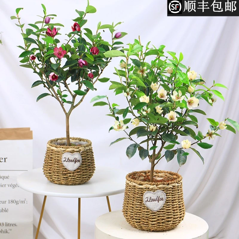 含笑花盆栽浓香型四季开花卉植物带花苞室内阳台庭院耐寒盆景好养